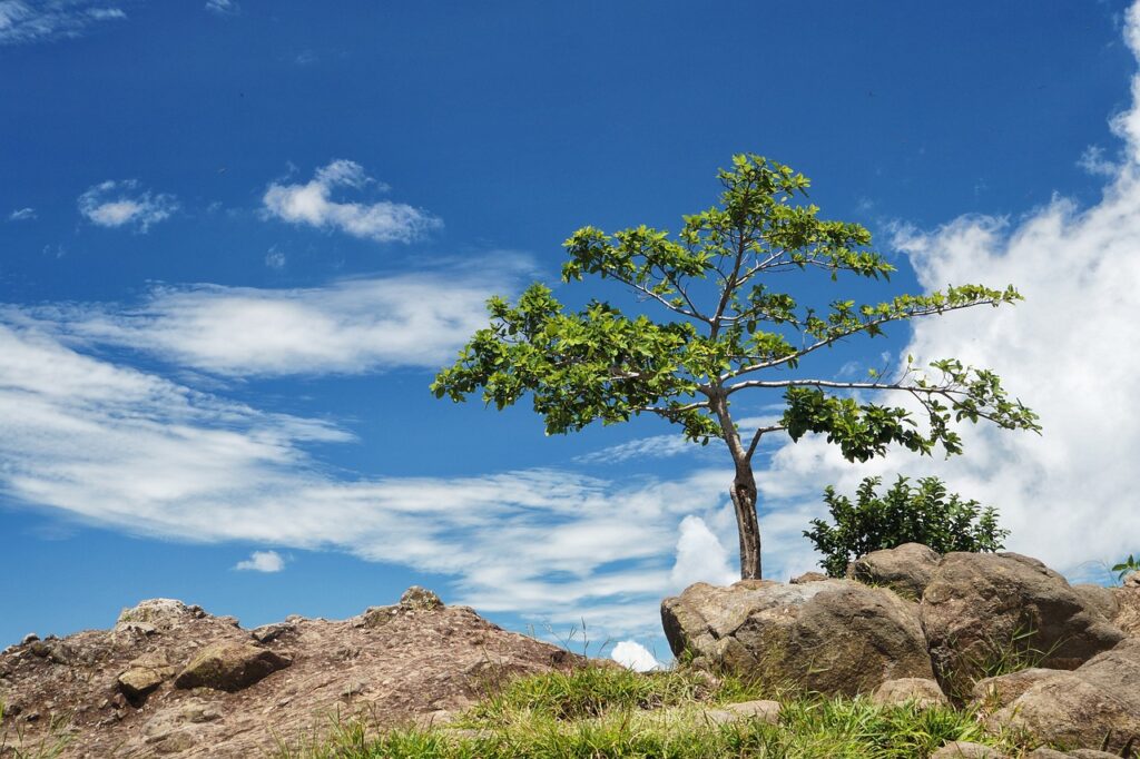 arbol solo, tree, panoramic-2563203.jpg