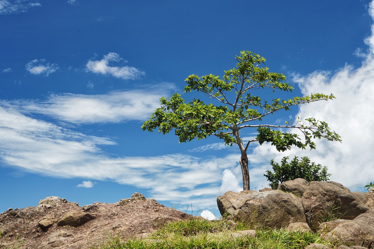 arbol solo, tree, panoramic-2563203.jpg